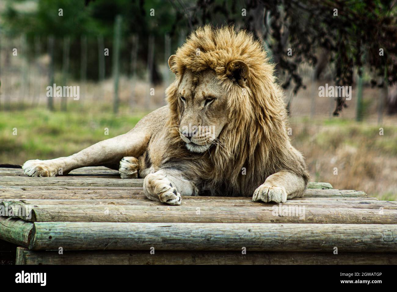 Les Lions de chasse sont devenus un sport, celui-ci a été sauvé. Banque D'Images