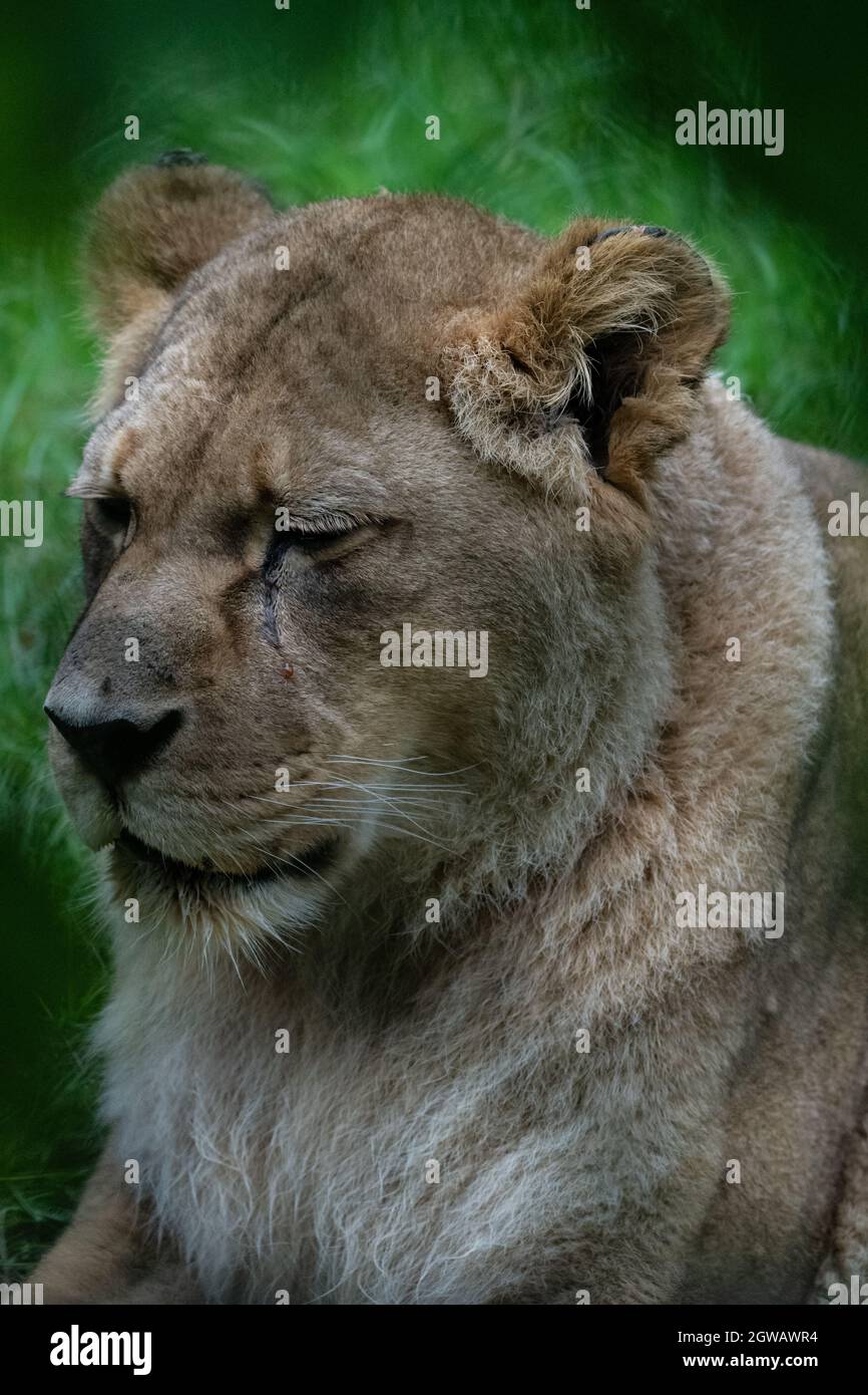 Un lion âgé (Panthera leo) Banque D'Images