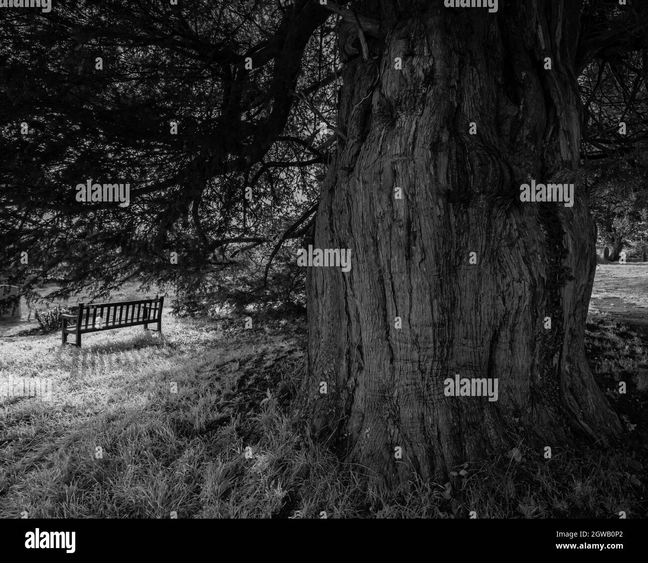 Un banc sous un ancien yew de 1500 ans, église paroissiale de St Mary, Stelling Minnis, Kent, Royaume-Uni Banque D'Images