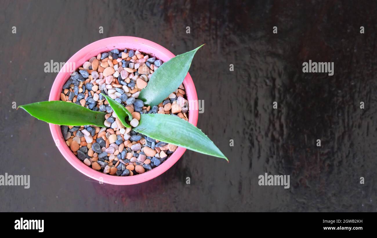 Vue de dessus d'une jeune plante succulente dans un pot rose, sur une surface en bois.Avec l'espace de copie sur la droite. Banque D'Images