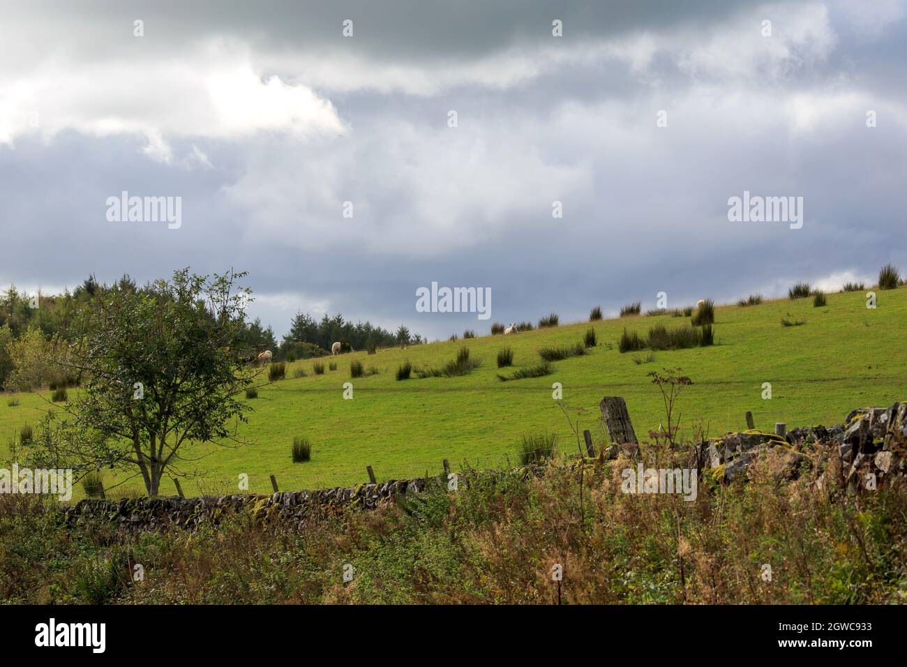 Vue sur un mur en pierre avec des moutons dans la prairie écossaise Banque D'Images
