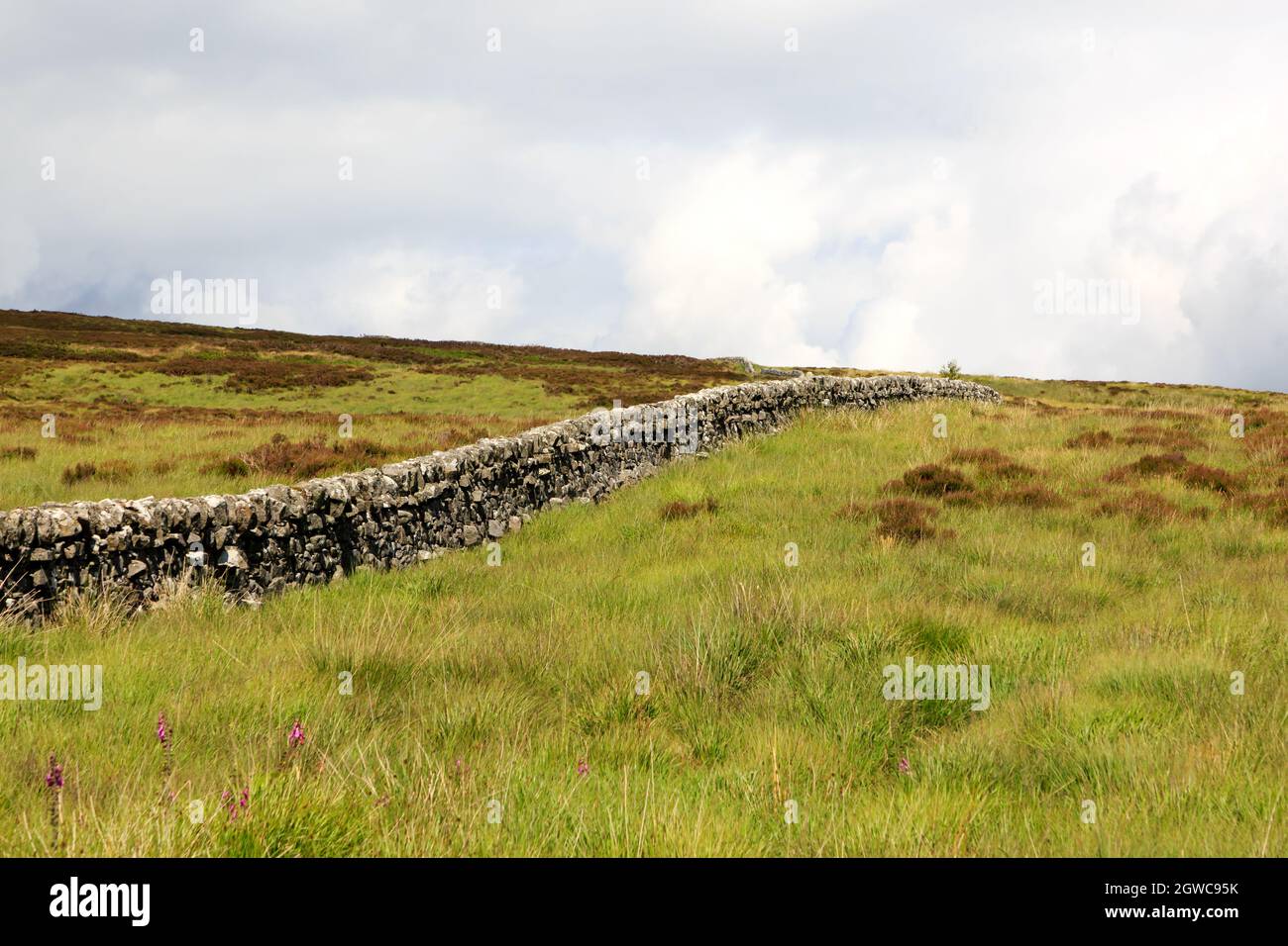 Vieille terre de pierre sèche sur une colline de landes écossaises Banque D'Images