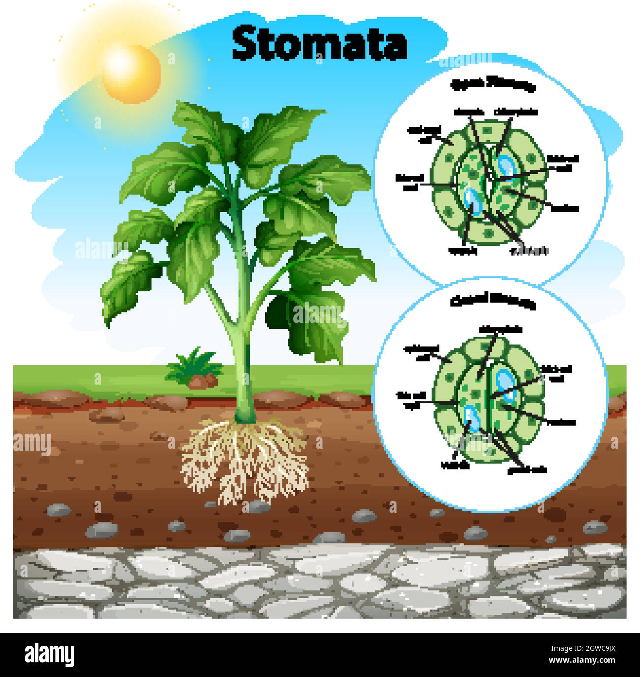 Schéma montrant les stomates sur la carte Illustration de Vecteur