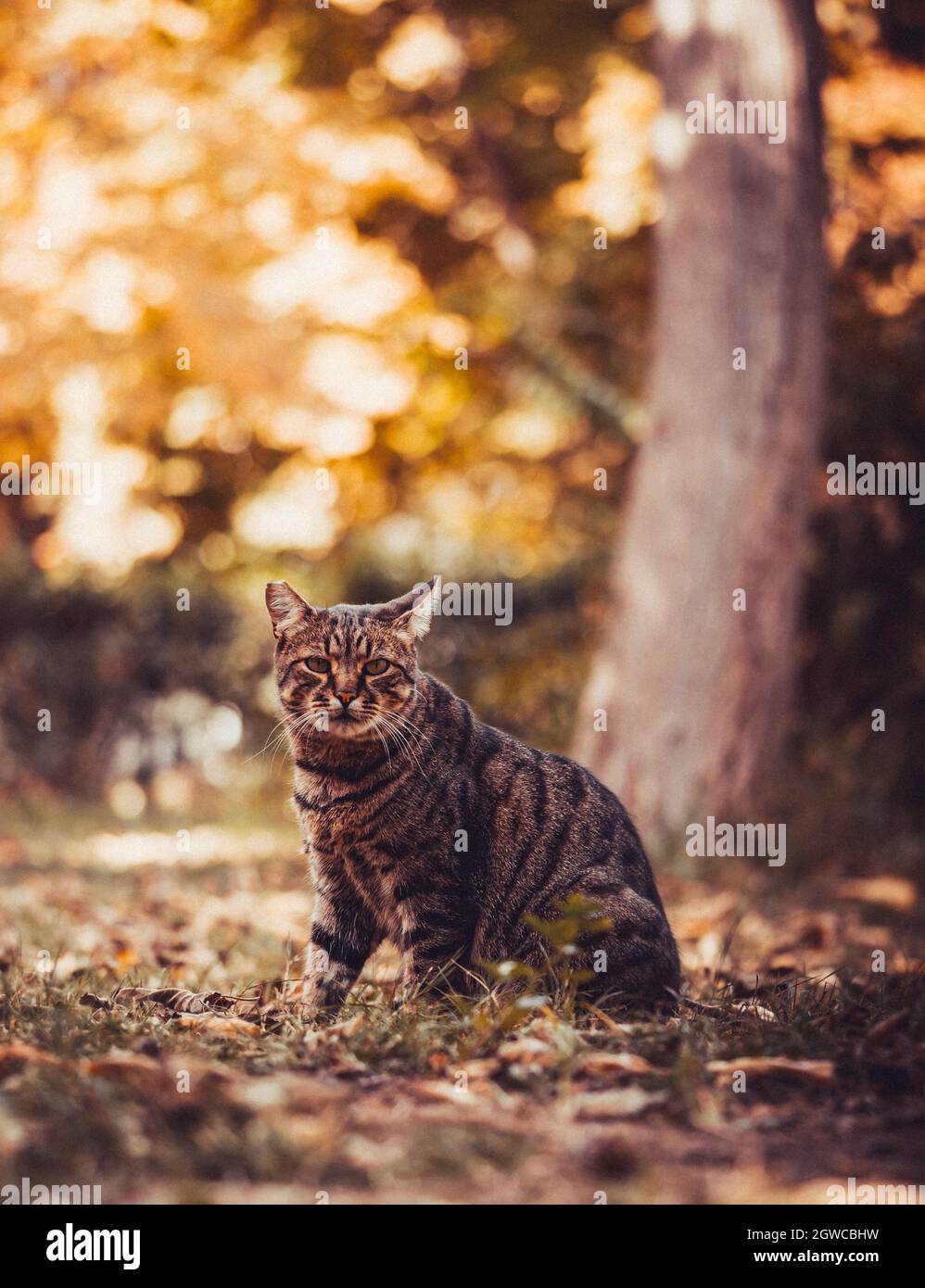 Le Chat Regarde La Chute De Feuilles Pendant L Automne Dore Photo Stock Alamy