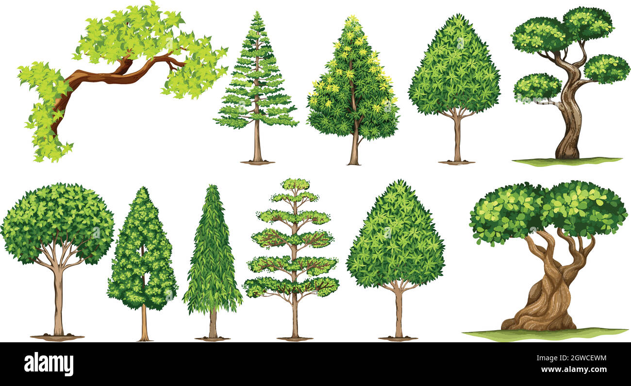 Différents types d'arbres Illustration de Vecteur