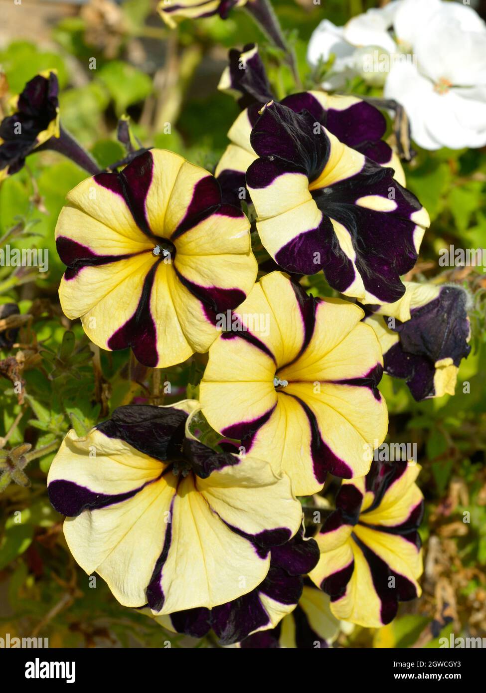 Fond de fleurs pétunia jaunes et violettes dans le jardin Banque D'Images