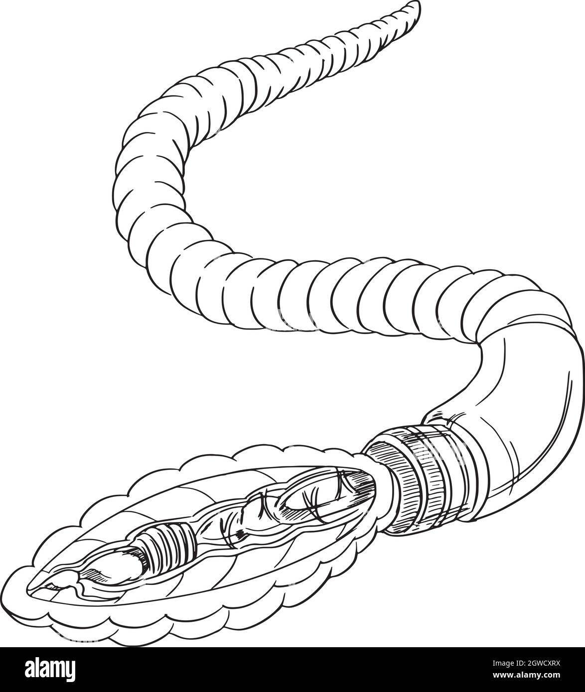 Contour de l'anatomie du ver de terre Illustration de Vecteur