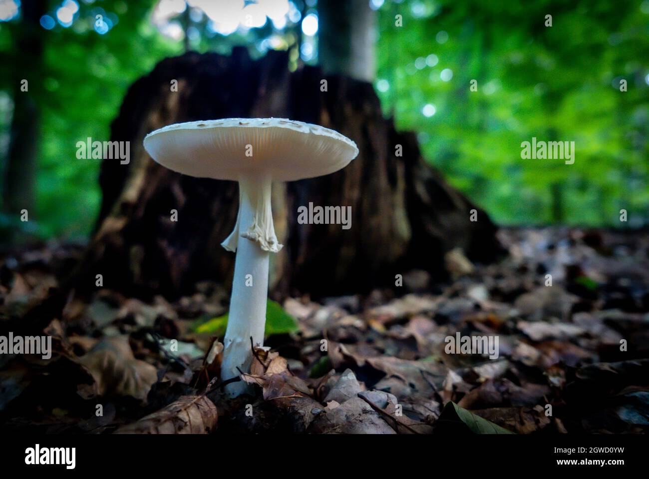 Gros plans de champignons dans une forêt ombragée Banque D'Images