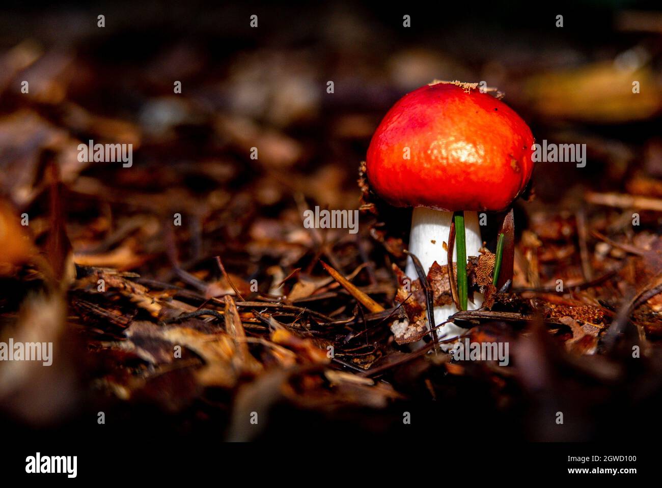 Gros plans de champignons dans une forêt ombragée Banque D'Images