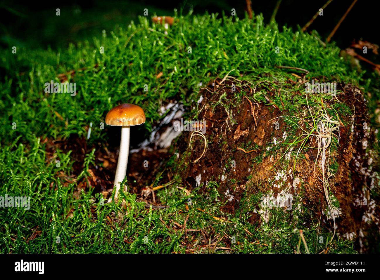 Gros plans de champignons dans une forêt ombragée Banque D'Images
