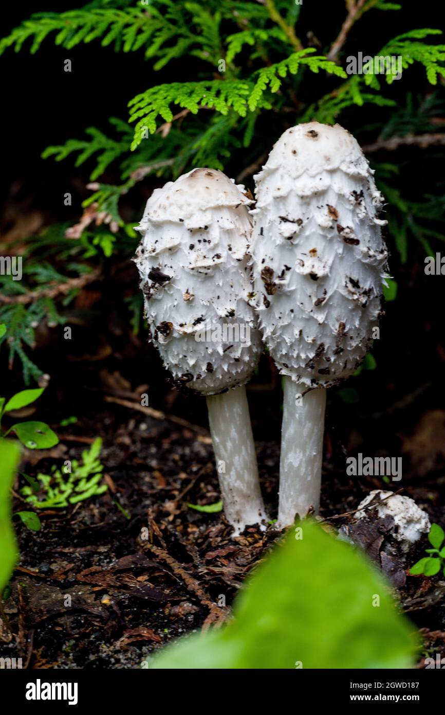 Gros plans de champignons dans une forêt ombragée Banque D'Images
