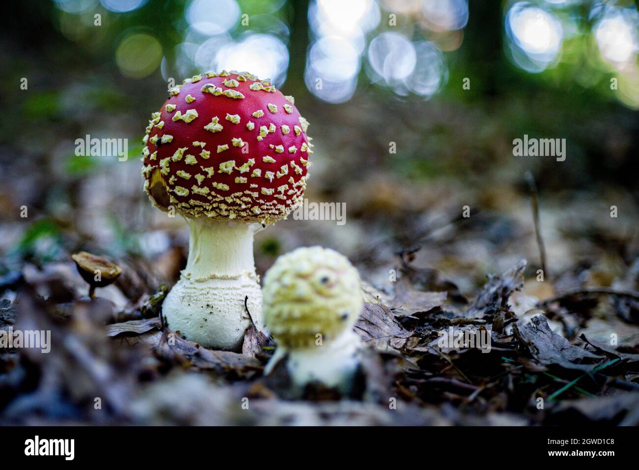 Gros plans de champignons dans une forêt ombragée Banque D'Images