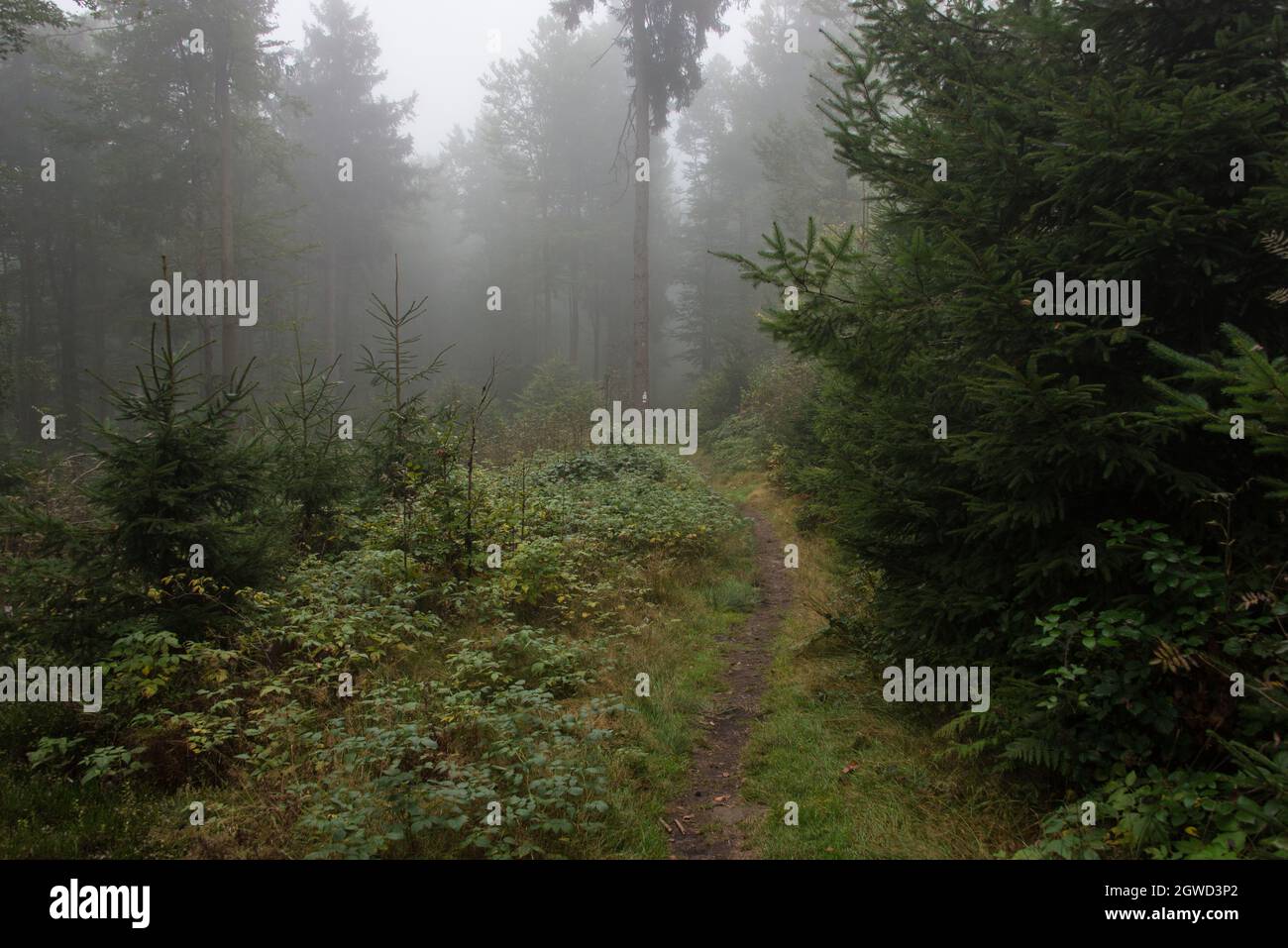 Sentier de randonnée Goldsteig dans une forêt enchantée de brume du nord de la Bavière. Banque D'Images