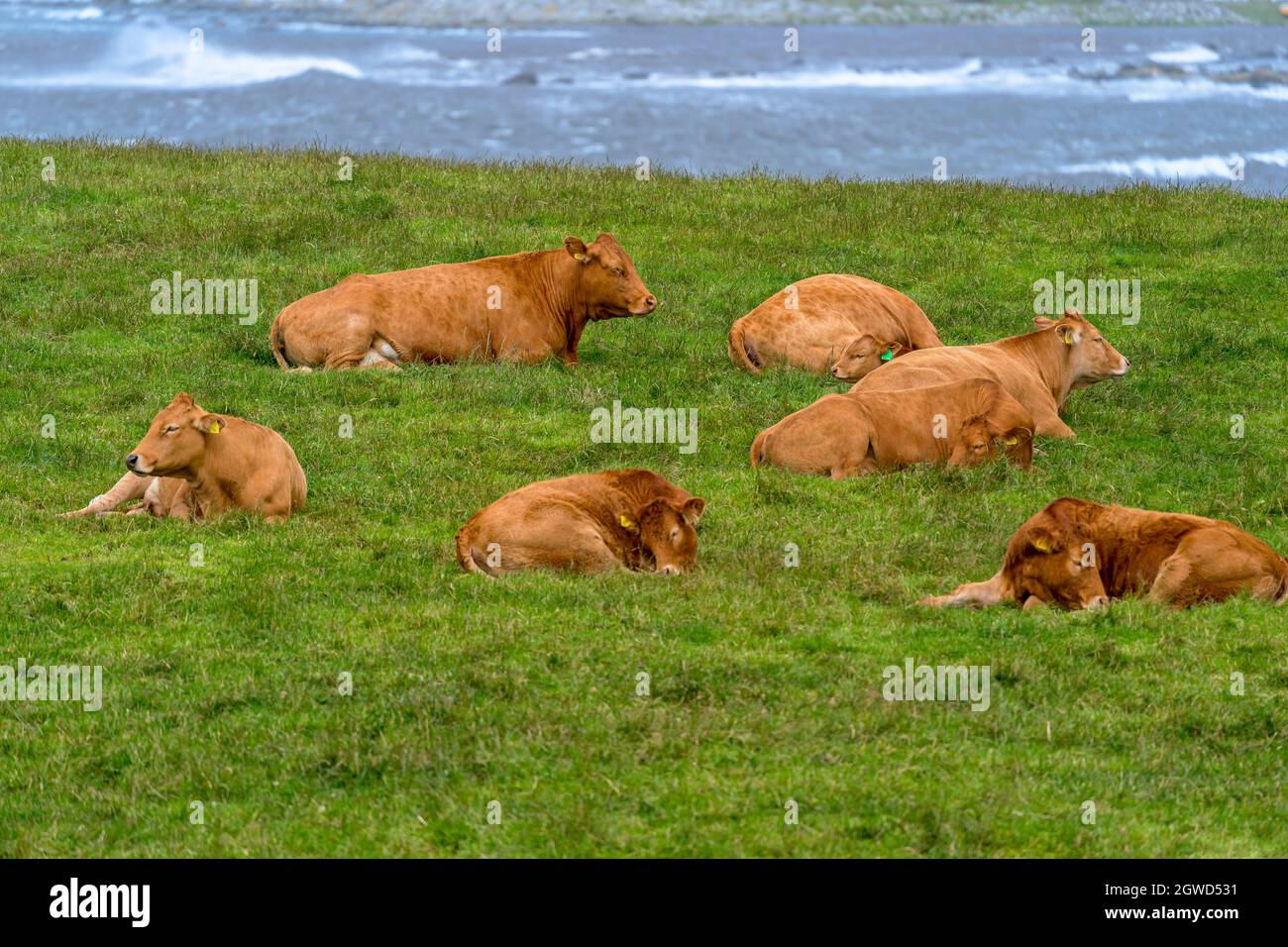NAERBOE, NORVÈGE - 2020 JUILLET 06. Les vaches rouges et brunes se détendent sur l'herbe près de la mer. Banque D'Images