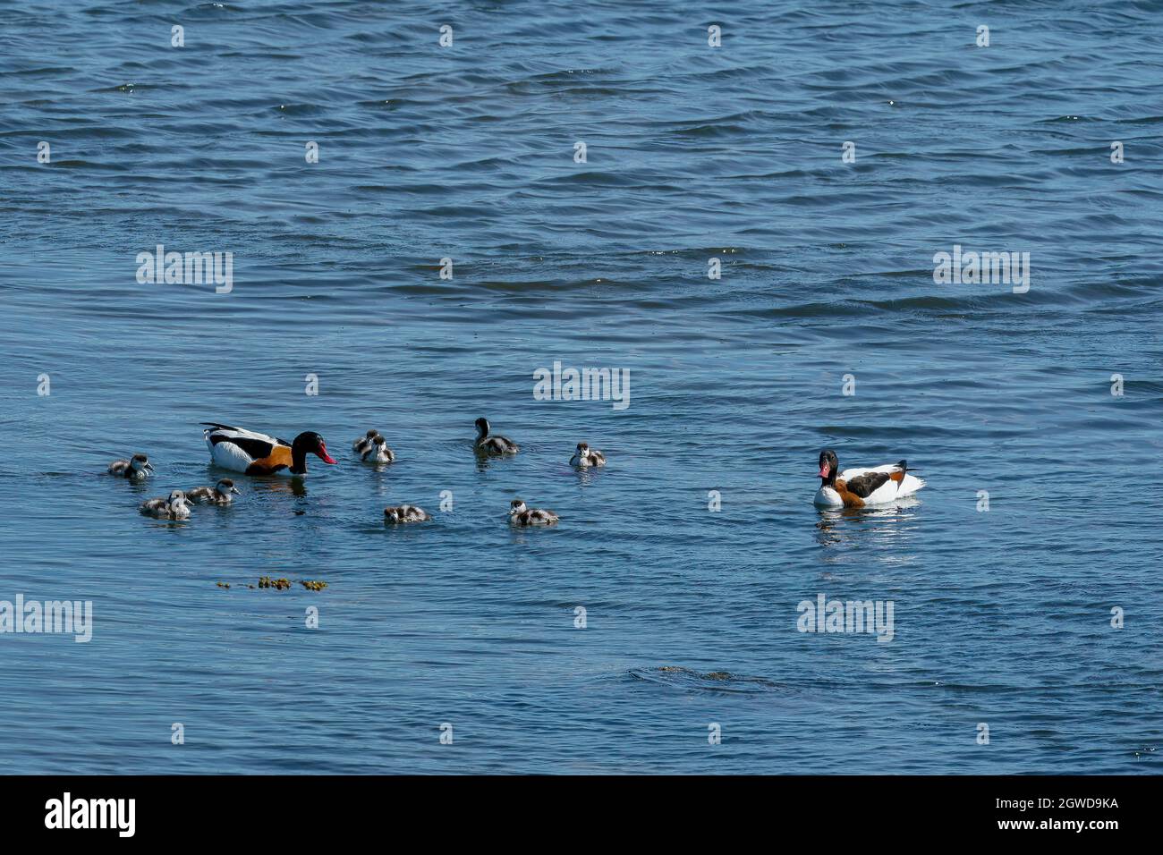 RUNDE, NORVÈGE - 2020 JUIN 19. Refuge commun (Tadorna tadorna) avec neuf poussins nageant dans la mer. Banque D'Images