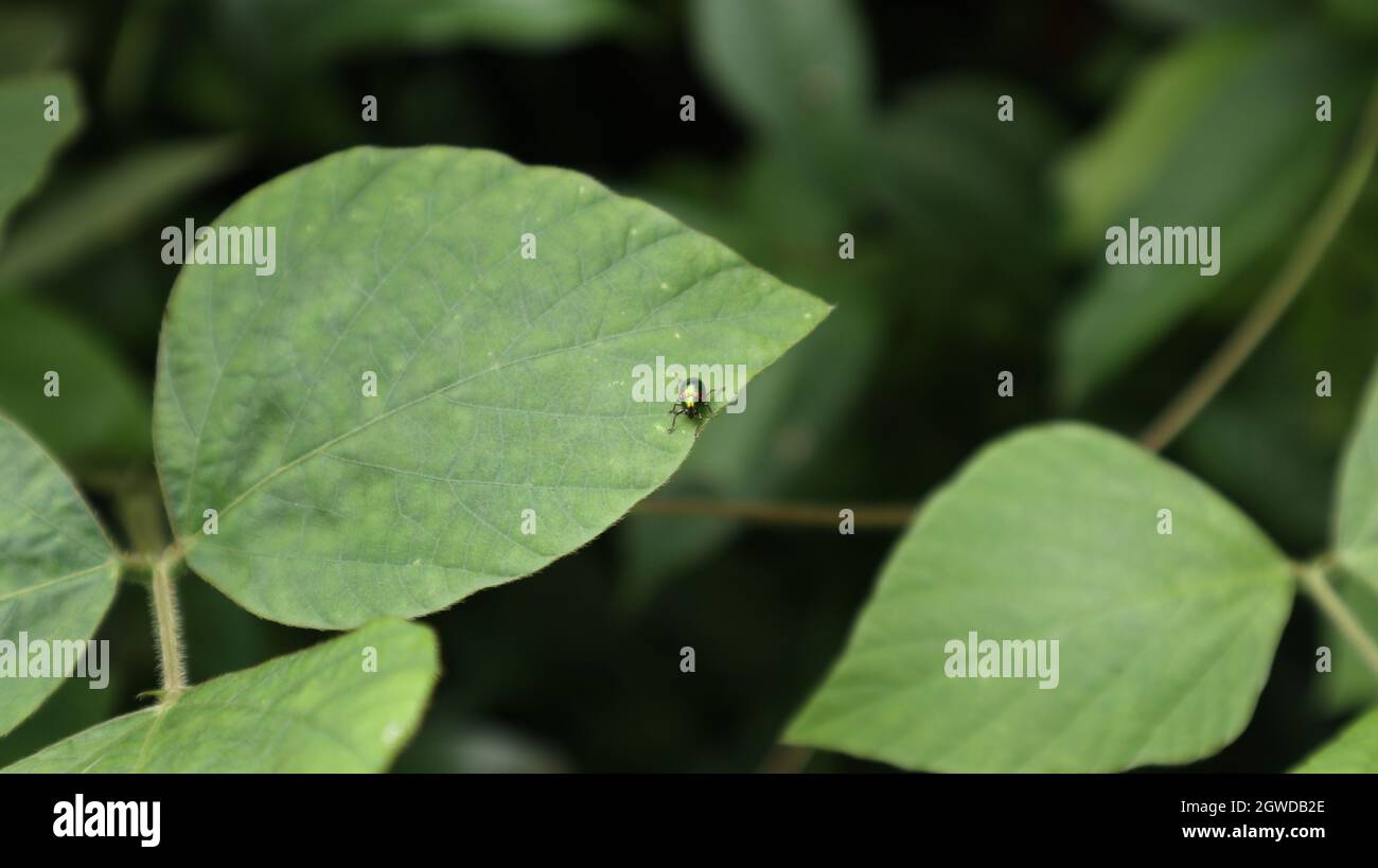 Gros plan d'un minuscule coléoptère vert métallique sur le dessus de la feuille sauvage Banque D'Images