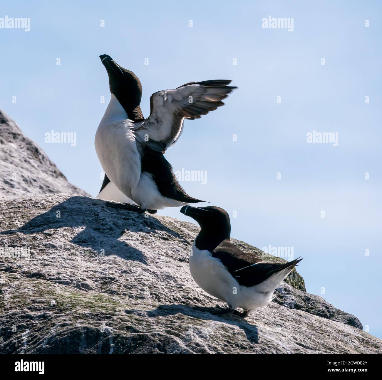 RUNDE, NORVÈGE - 2020 JUIN 19. Un groupe de Razorbills (Alca torda) debout sur une falaise à Runde Bird Island. Banque D'Images