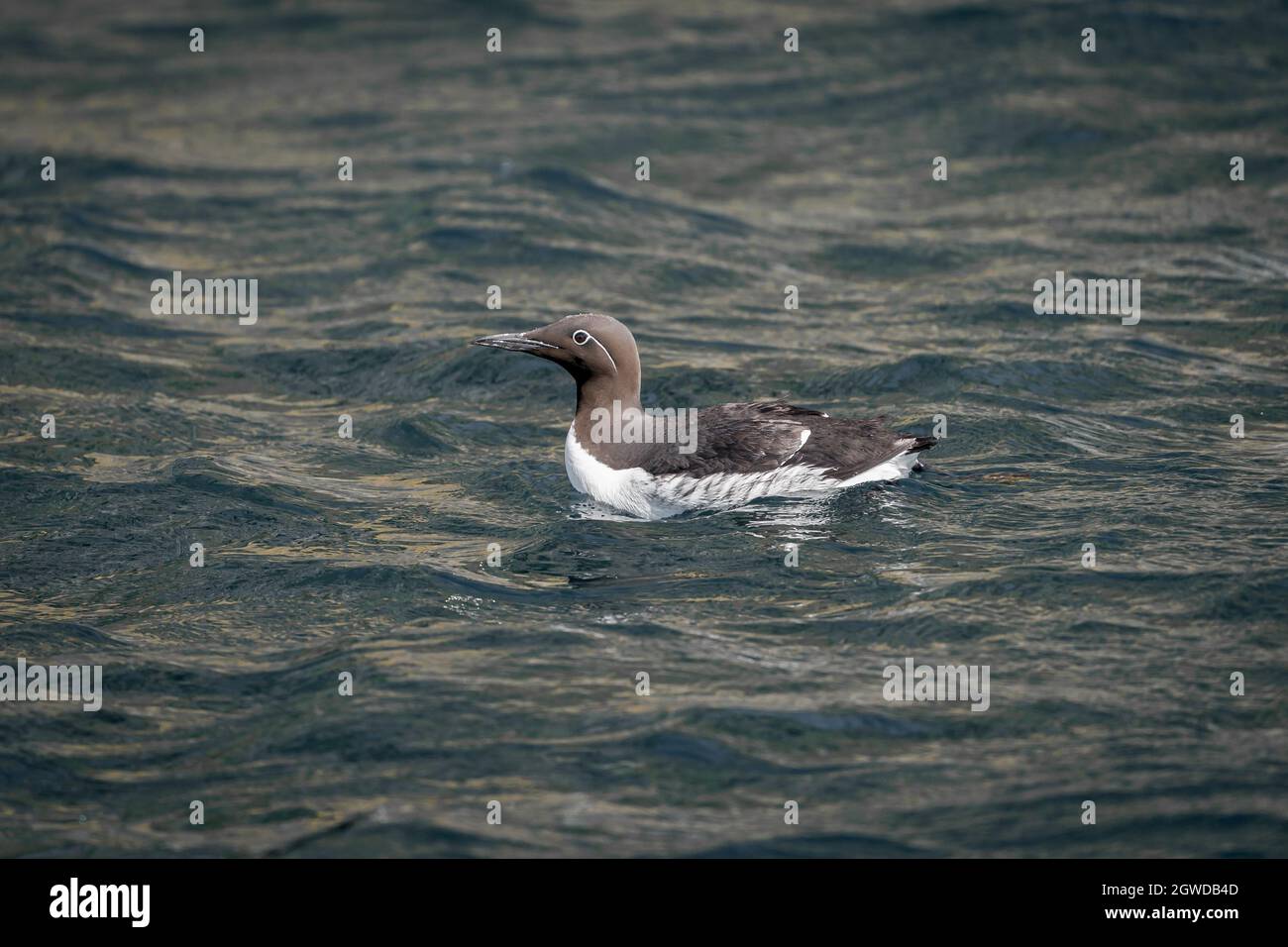 RUNDE, NORVÈGE - 2020 JUIN 19. guillemot à guillemot commun (Uria aalge) nageant en mer. Banque D'Images