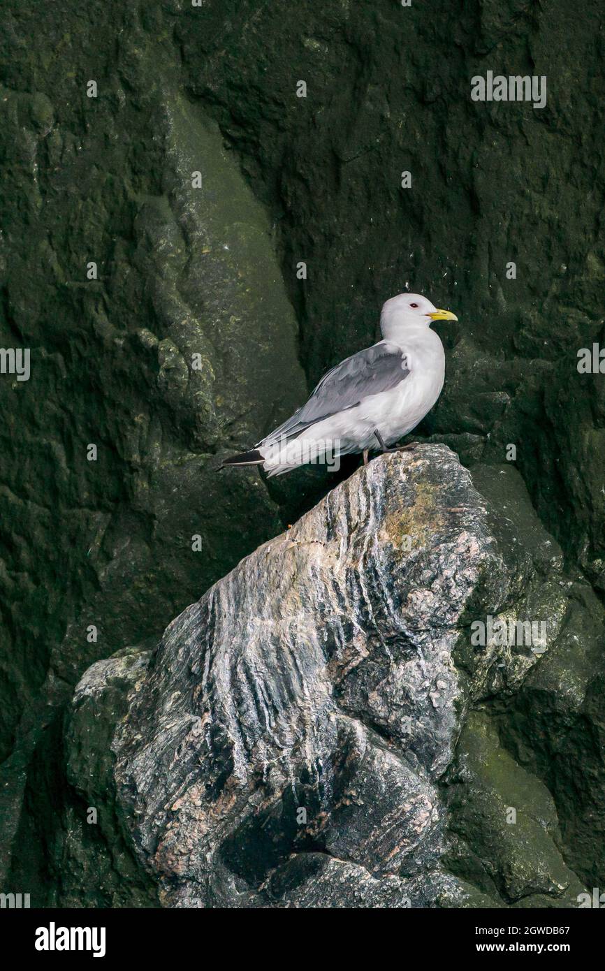 RUNDE, NORVÈGE - 2020 JUIN 19. Kittiwake à pattes noires (Rissa tridactyla) sur la falaise d'oiseau. Banque D'Images