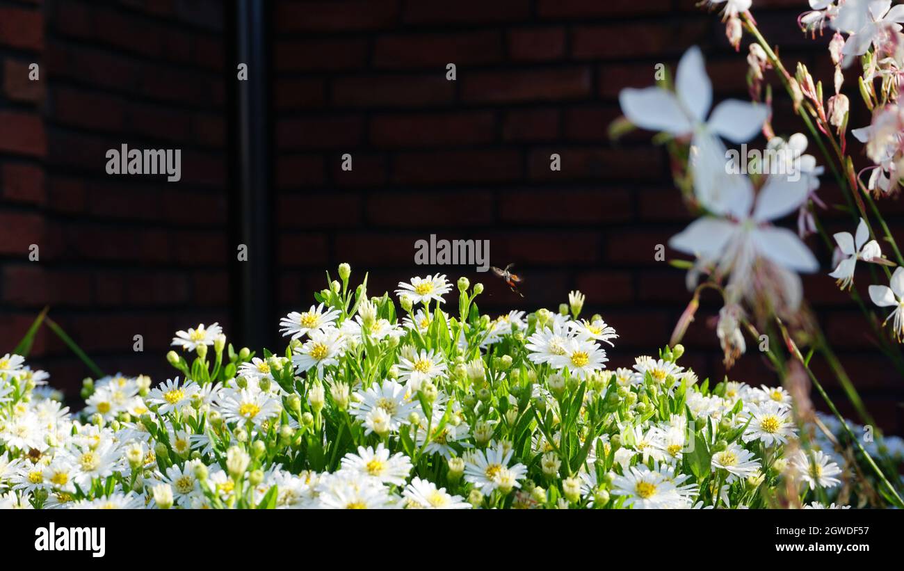 Fleurs blanches les pâquerettes se lèvent parmi les autres fleurs Banque D'Images