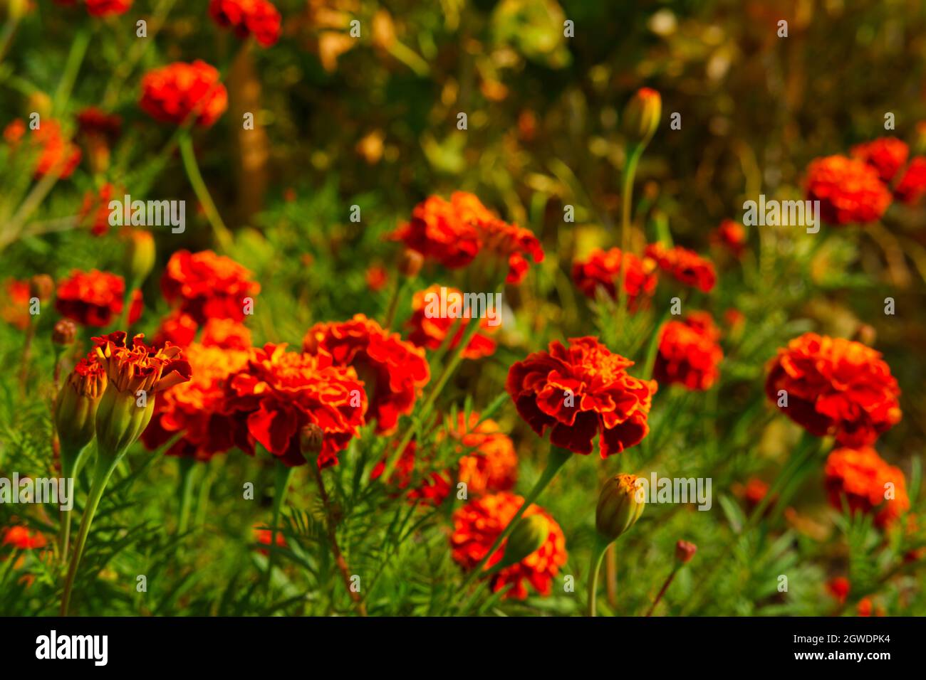Fleurs orange Marigold au jardin en automne Banque D'Images