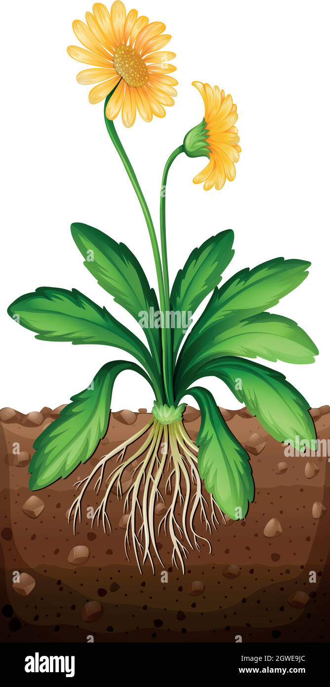 Marguerite jaune dans le sol Illustration de Vecteur