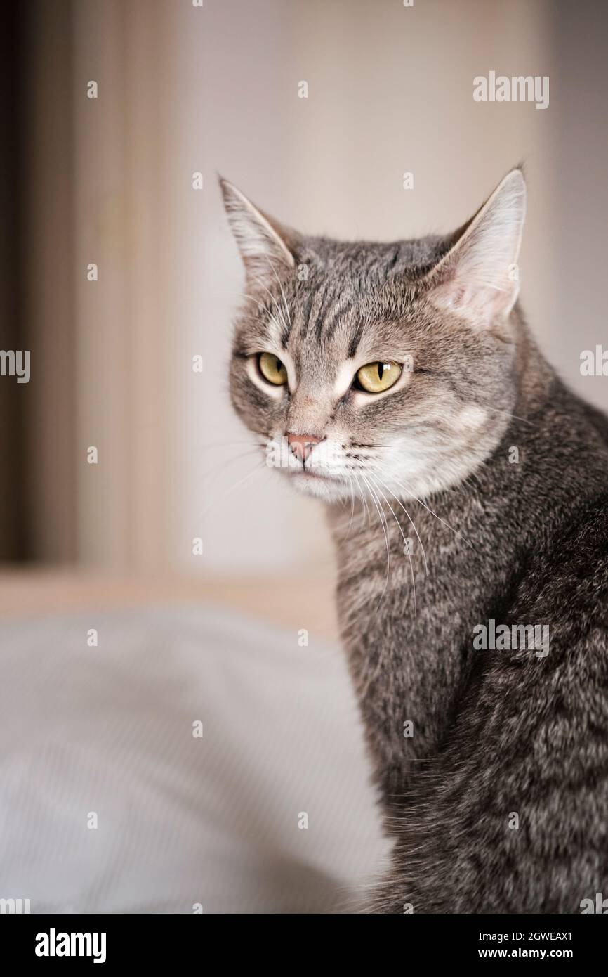 Un Chat Gris Raye Avec Des Yeux Jaunes Un Chat Domestique Repose Sur Le Lit Le Chat Dans L Interieur De La Maison Photo Stock Alamy