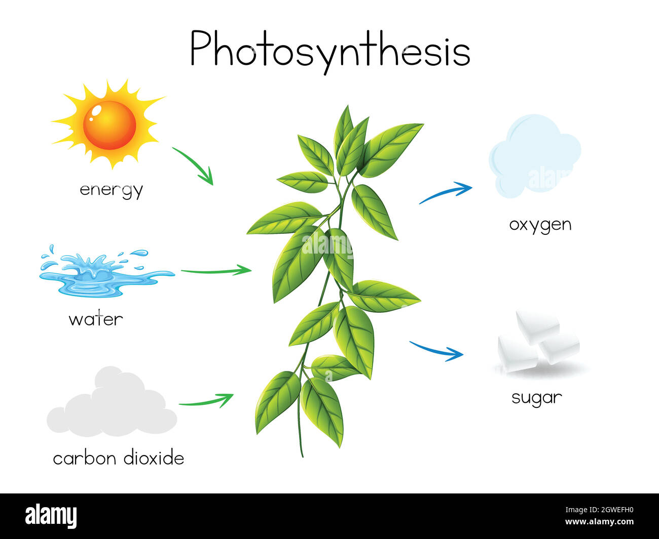 Un vecteur de photosynthèse végétale Illustration de Vecteur