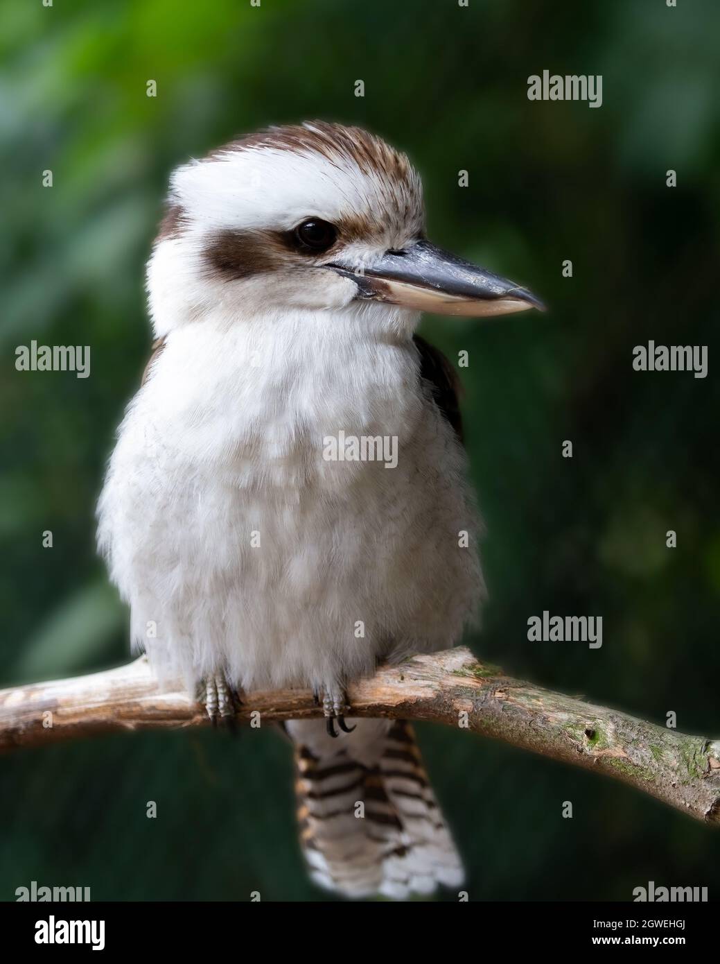 Le Kookaburra, un arbre australien Kingfisher Banque D'Images