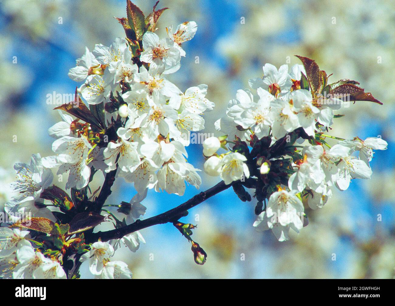 Cerisier fleuri, vue rapprochée.Jerte, province de Caceres, Extremadura, Espagne. Banque D'Images