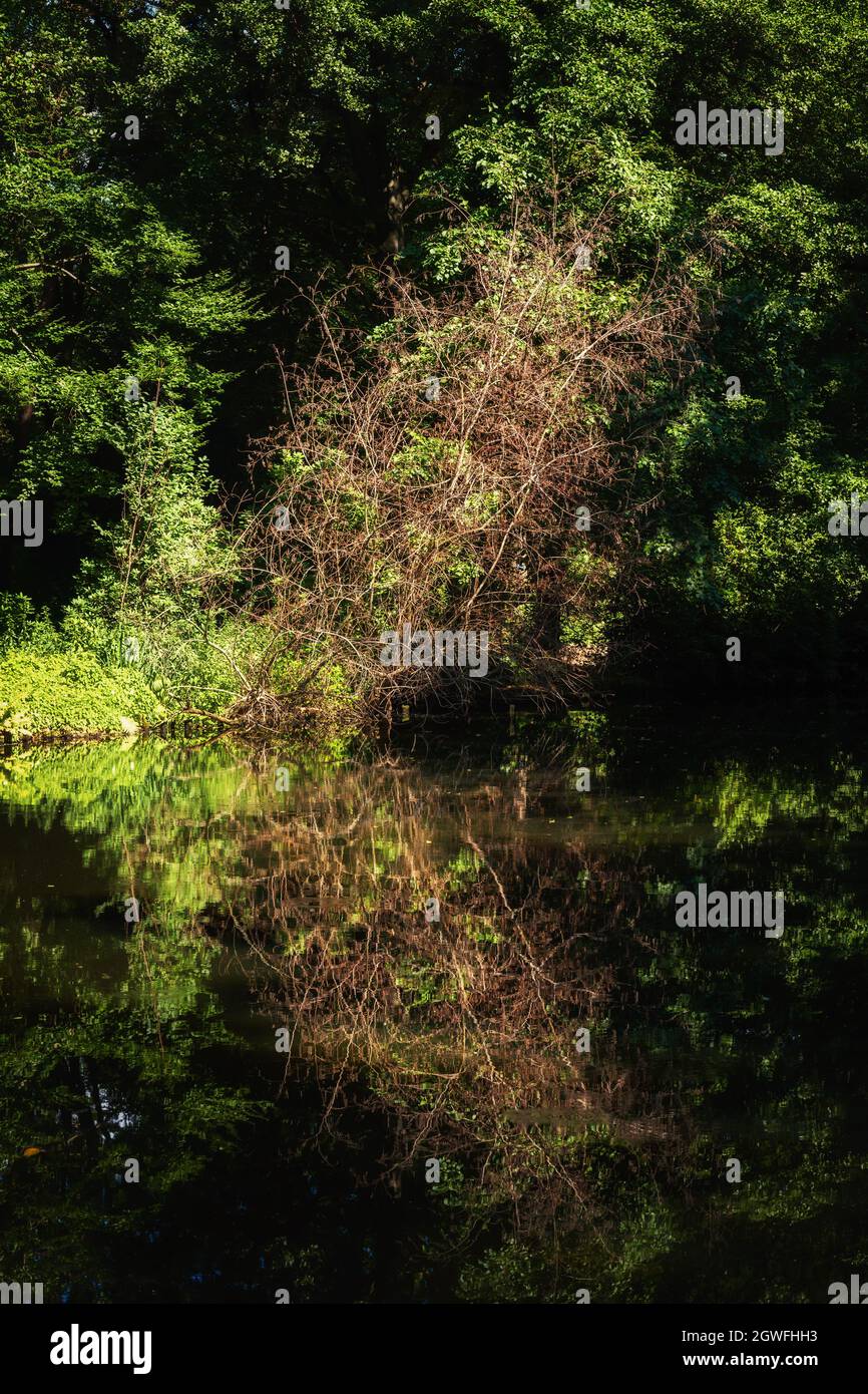 Paysage avec soleil petit arbre sec au bord du lac avec réflexion dans l'eau, parc Tiergarten, Berlin, Allemagne. Banque D'Images