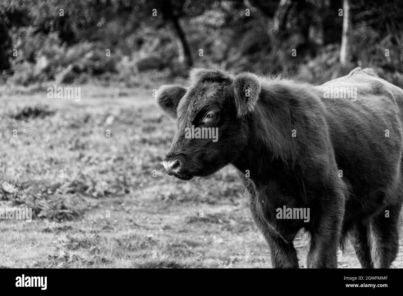 Vache moelleuse avec de grandes oreilles gros plan vue de bas niveau montrant les oreilles yeux nez et tête mignonne belle apparence en noir et blanc Royaume-Uni image monochrome Banque D'Images