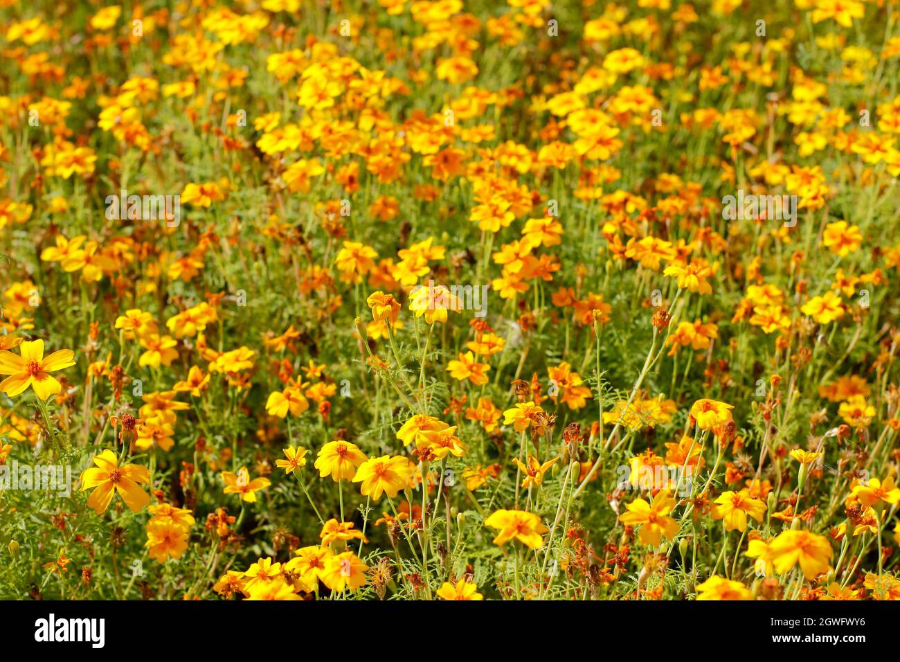 « Golden Gem » de Marigold. Des fleurs de légubre de Tagetes tenuifolia 'Golden Gem' dans un lit de jardin en septembre. ROYAUME-UNI Banque D'Images