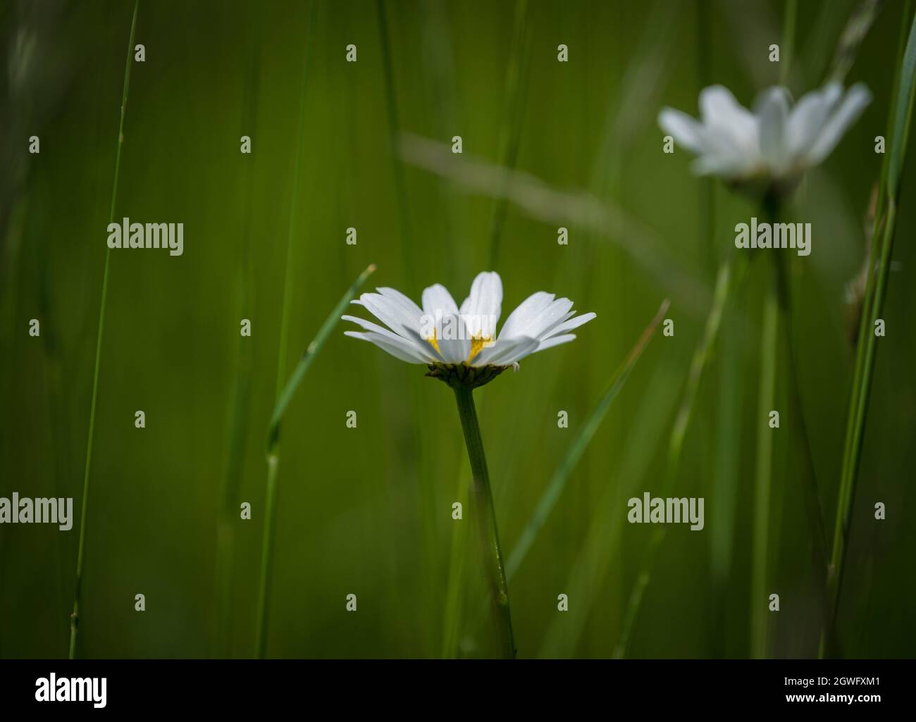 Une belle fleur de gros plan avec une couleur isolée au printemps en sarre Banque D'Images