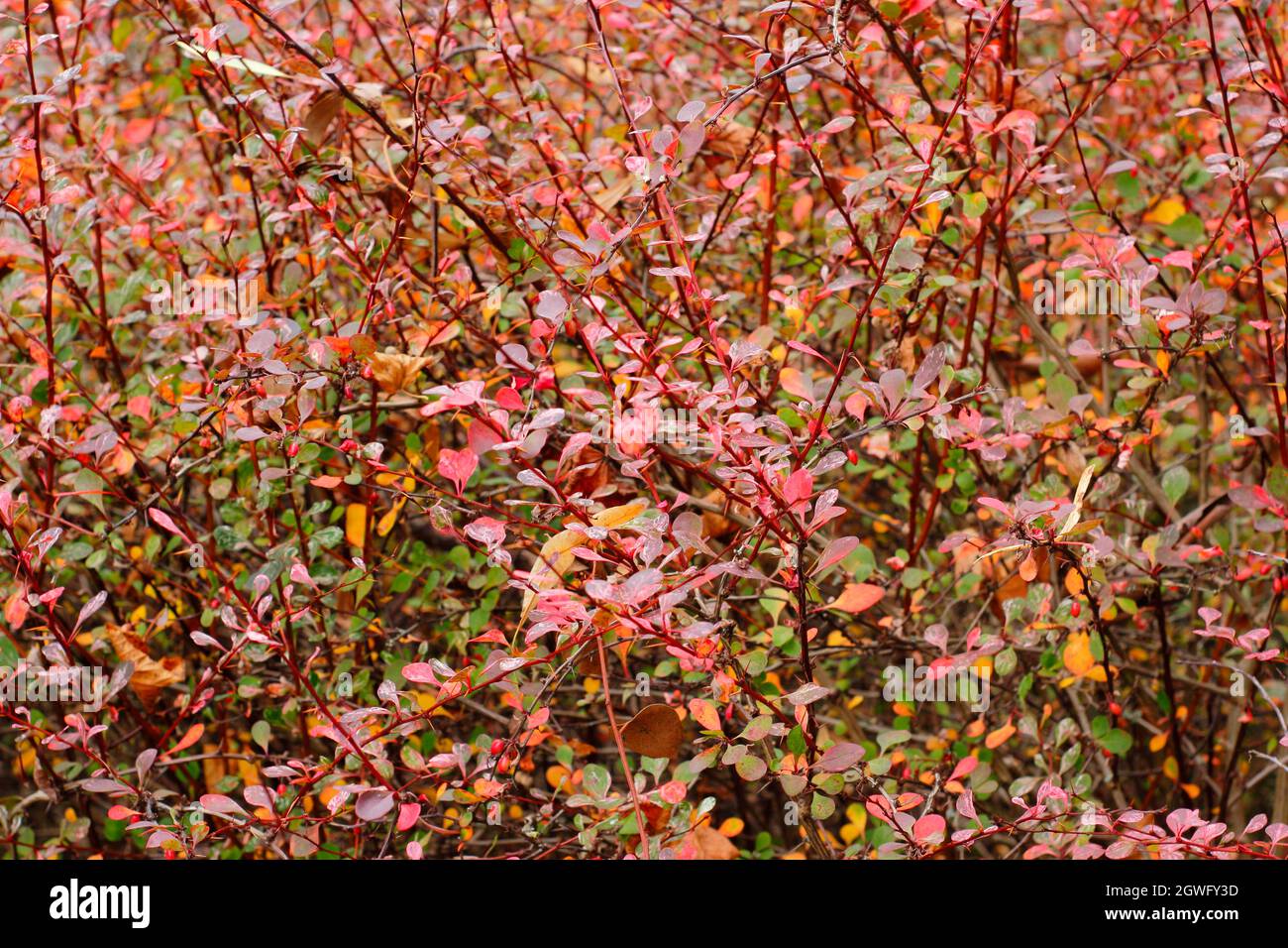 Berberis 'Harlequin'. Berberis thunbergii F. atropurpurea 'Arlequin' avec des couleurs d'automne. ROYAUME-UNI Banque D'Images