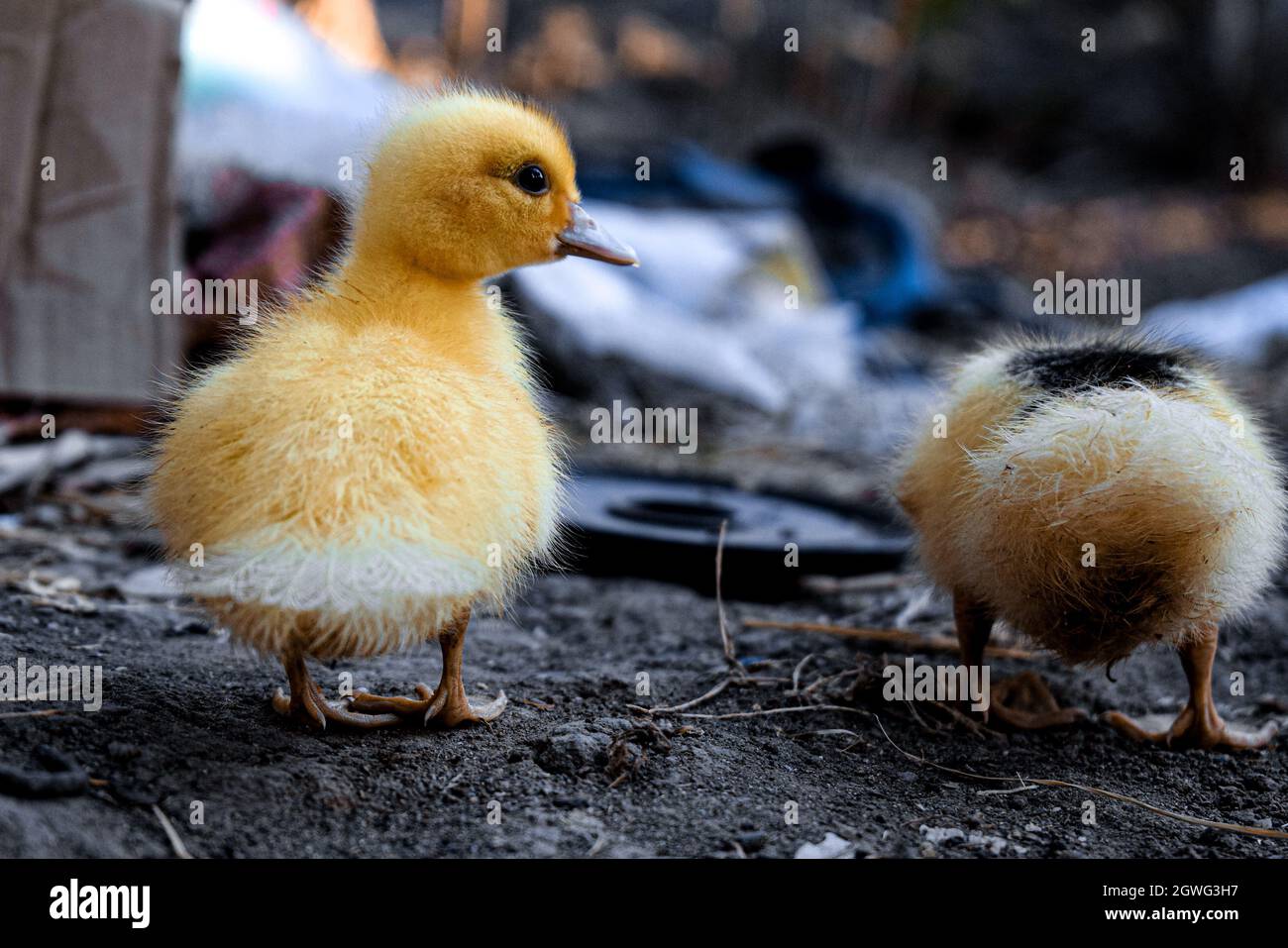 Bebe Canard Muscovy Domestique Banque D Image Et Photos Alamy