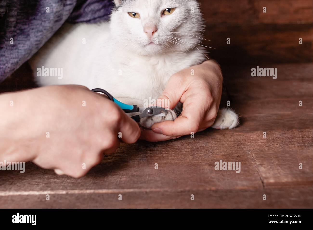 Un Homme Coupe Des Griffes D Un Chat Noir Et Blanc Avec Un Clipper Special Le Chat Sur Un Marron Photo Stock Alamy