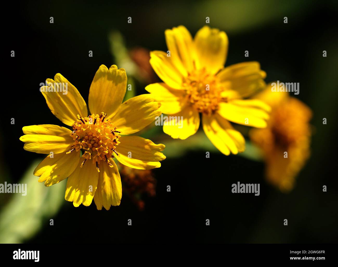 Gros plan d'une fleur jaune dans la couleur vive de la coreopsis lanceolata, l'oeil de fille- Banque D'Images