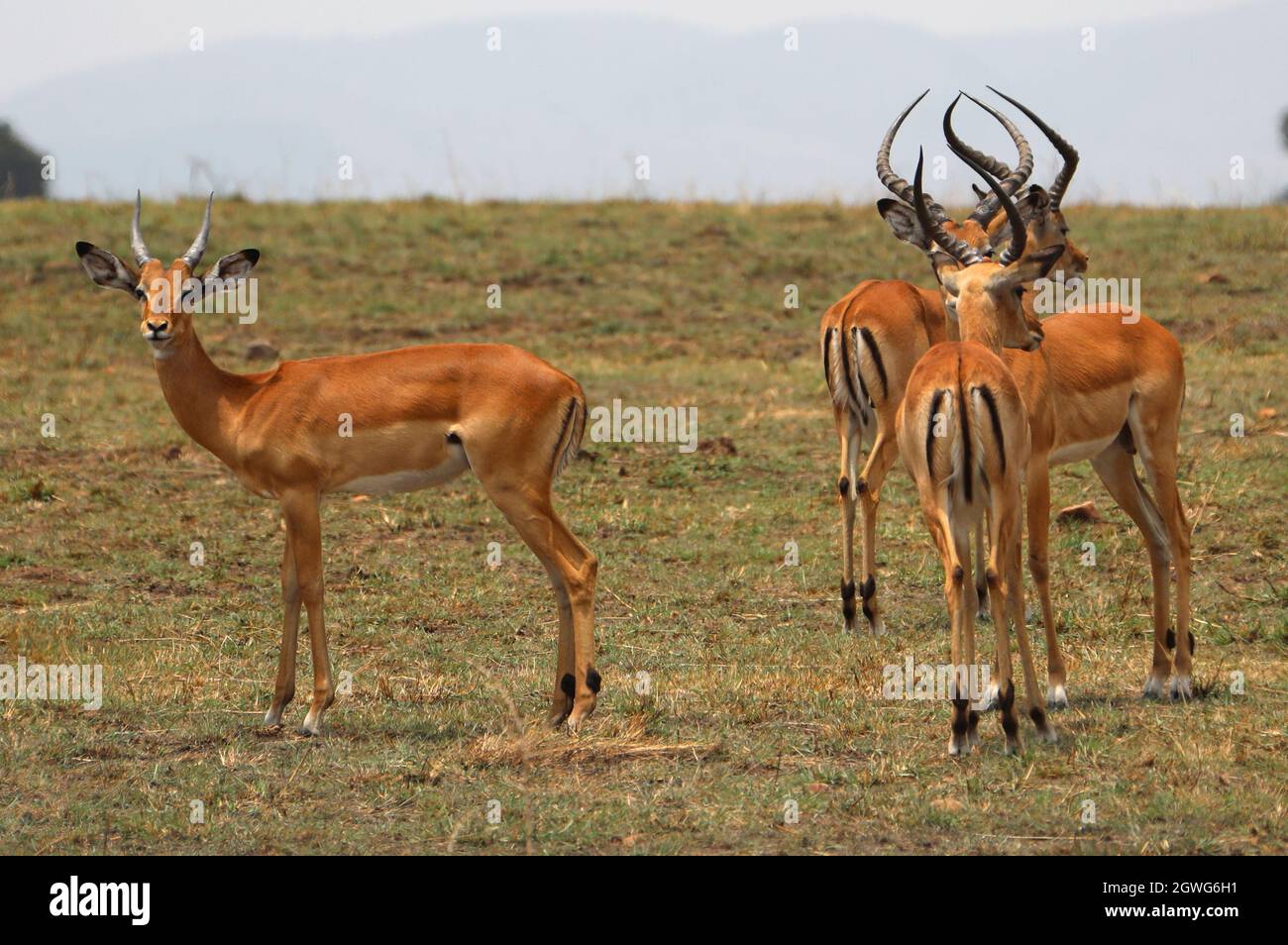 (211003) -- NAIROBI, le 3 octobre 2021 (Xinhua) -- des antilopes sont vues à la Réserve nationale de Maasai Mara, Kenya, le 30 août 2021. (Xinhua/Dong Jianghui) Banque D'Images