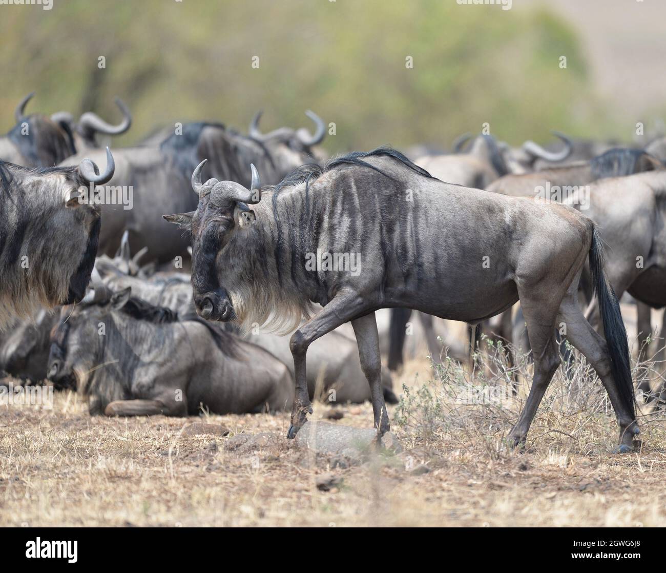(211003) -- NAIROBI, le 3 octobre 2021 (Xinhua) -- des wildebeests sont vus à la Réserve nationale de Maasai Mara, Kenya, le 30 août 2021. (Xinhua/Dong Jianghui) Banque D'Images