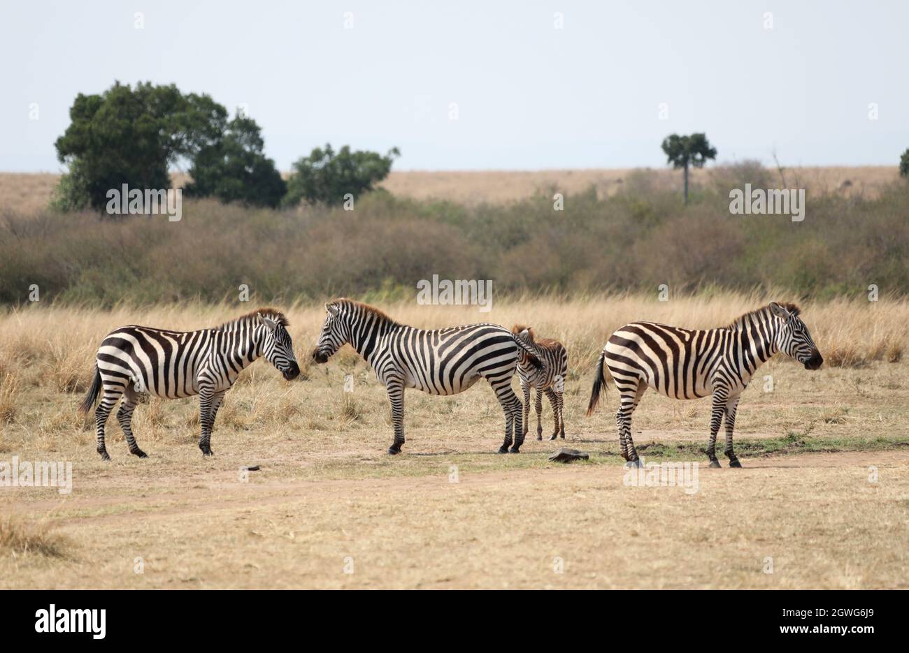 (211003) -- NAIROBI, le 3 octobre 2021 (Xinhua) -- Zèbres sont vus à la Réserve nationale de Maasai Mara, Kenya, le 30 août 2021. (Xinhua/Dong Jianghui) Banque D'Images