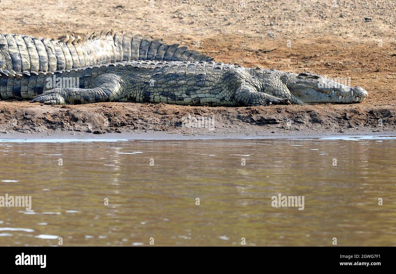 (211003) -- NAIROBI, 3 octobre 2021 (Xinhua) -- des crocodiles sont vus à la Réserve nationale de Maasai Mara, Kenya, 30 août 2021. (Xinhua/Dong Jianghui) Banque D'Images