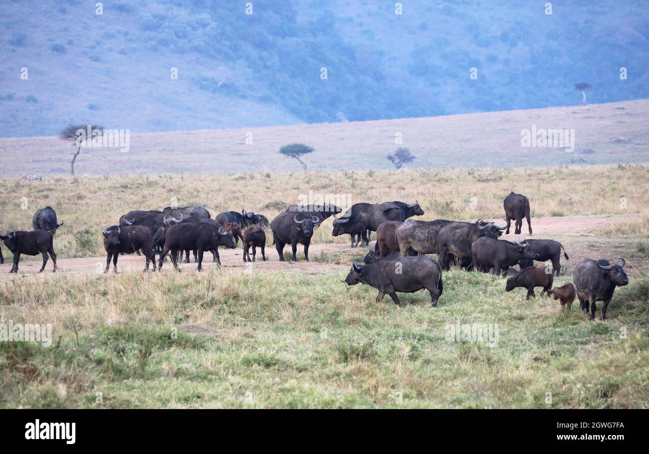 (211003) -- NAIROBI, le 3 octobre 2021 (Xinhua) -- des buffles sont vus à la Réserve nationale de Maasai Mara, Kenya, le 30 août 2021. (Xinhua/Dong Jianghui) Banque D'Images