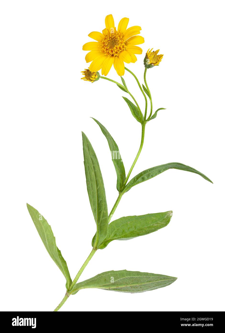 Usine Arnica pour la médecine alternative Banque D'Images