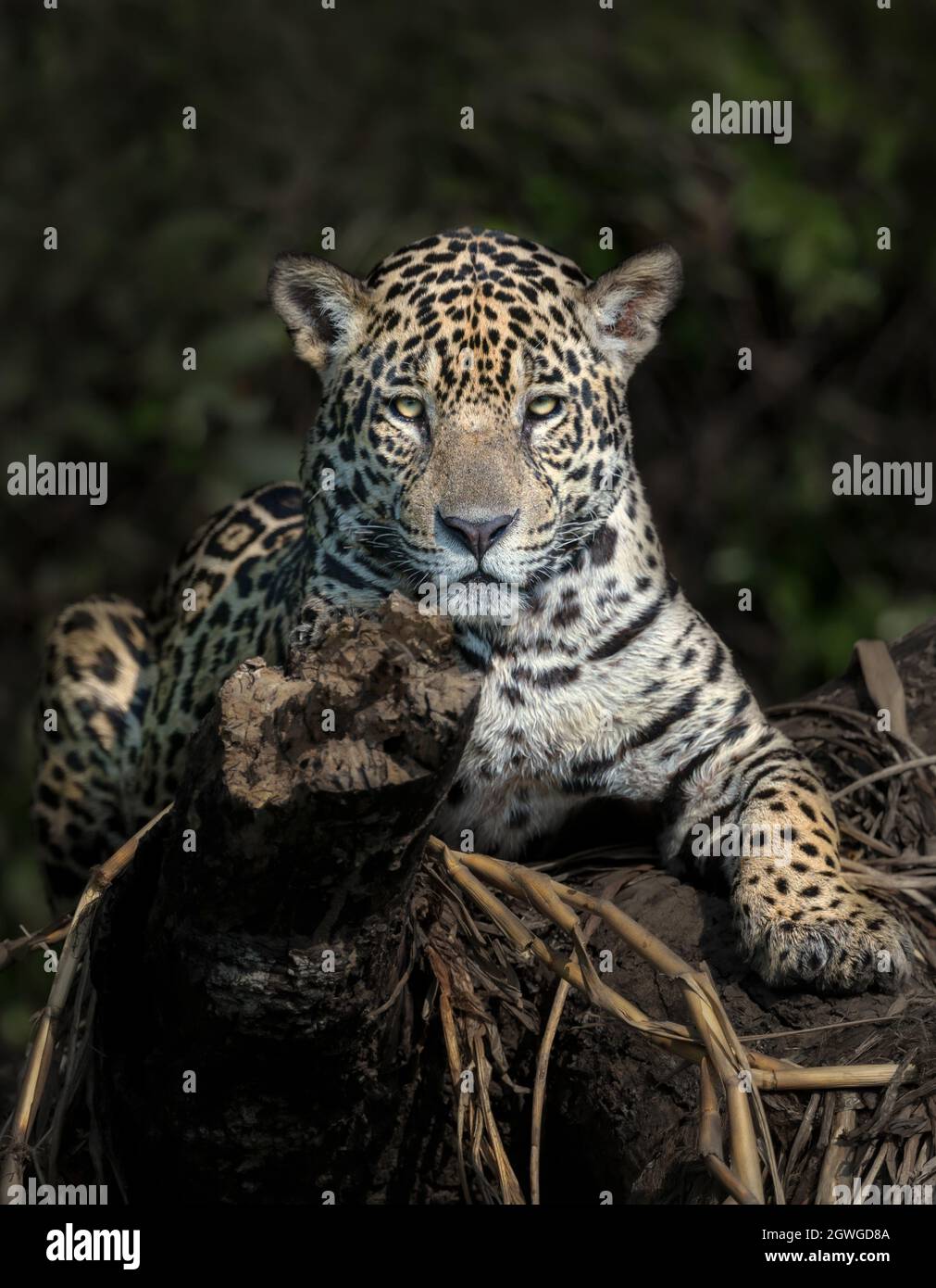 Gros plan d'une Jaguar sur une rive de rivière dans un habitat naturel, Pantanal, Brésil. Banque D'Images