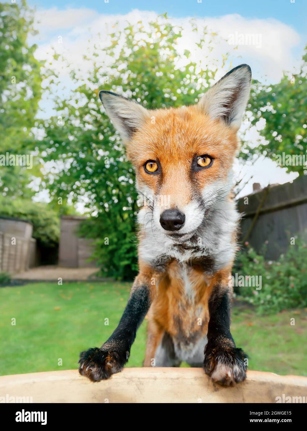 Portrait d'un renard roux (Vulpes vulpes) dans le jardin, Londres, Royaume-Uni. Banque D'Images