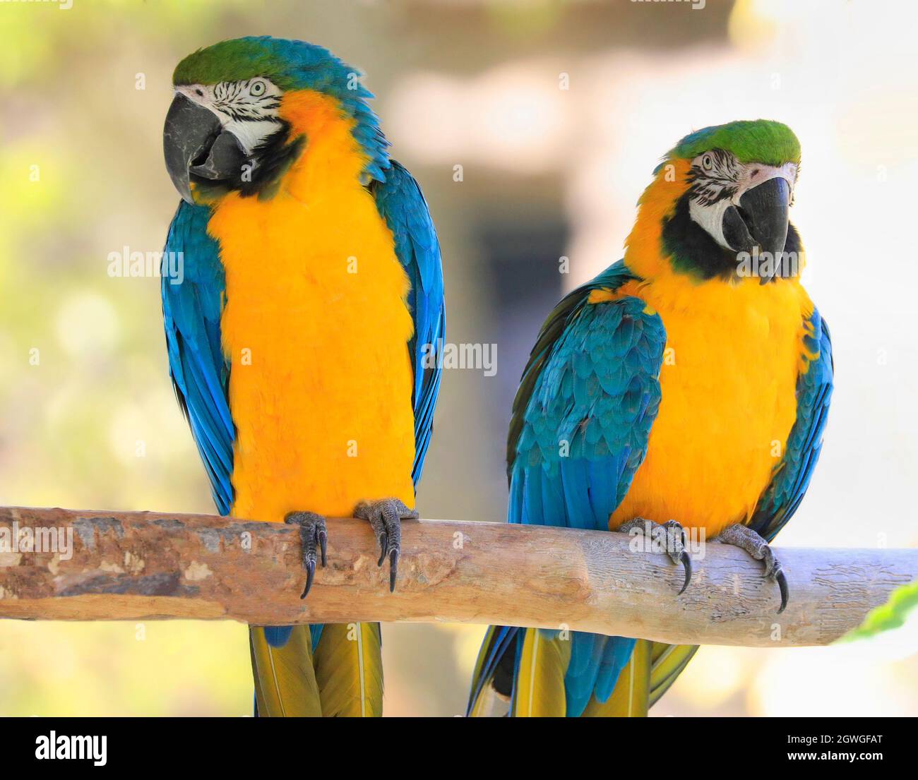 Les aras bleu et jaune perroquets assis sur une branche de la jungle de Riviera Maya, au Mexique Banque D'Images