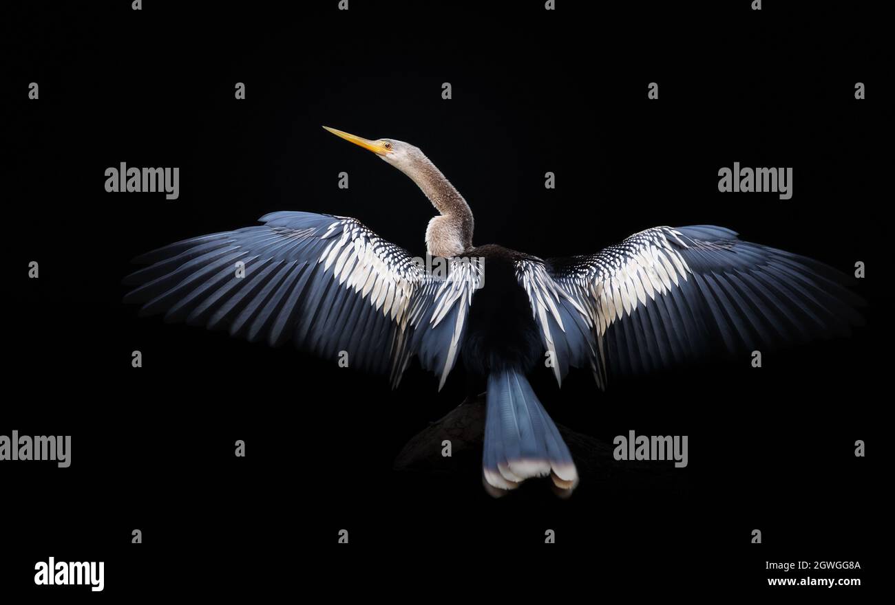 Gros plan d'Anhinga perché sur un arbre avec des ailes et la queue s'étaler à sec, Pantanal, Brésil. Banque D'Images