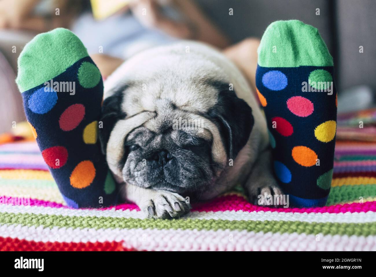 Gros plan du chien allongé et endormi entre les pieds de la femme. Chien fatigué dormant sur le