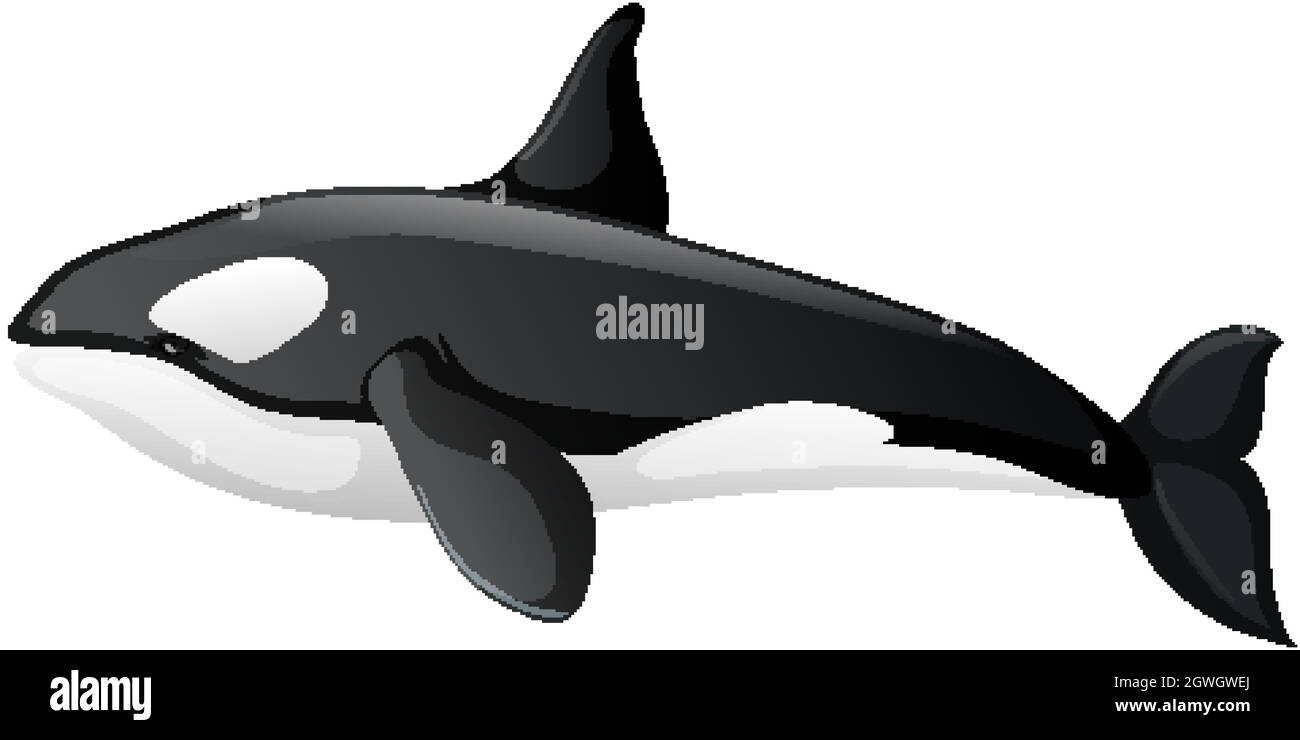 Une baleine d'orque sur fond blanc Illustration de Vecteur